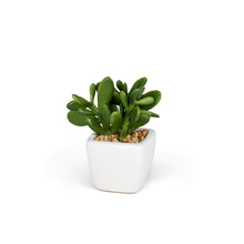 Load image into Gallery viewer, Succulent Plant- Mini Artificial in White Porcelain Tapered Pot Adorned with Stones